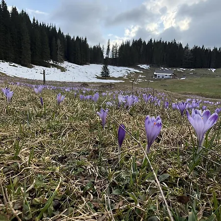 Apartment Koca Na Kranjski Dolini Krnica 93 A,pokljuka